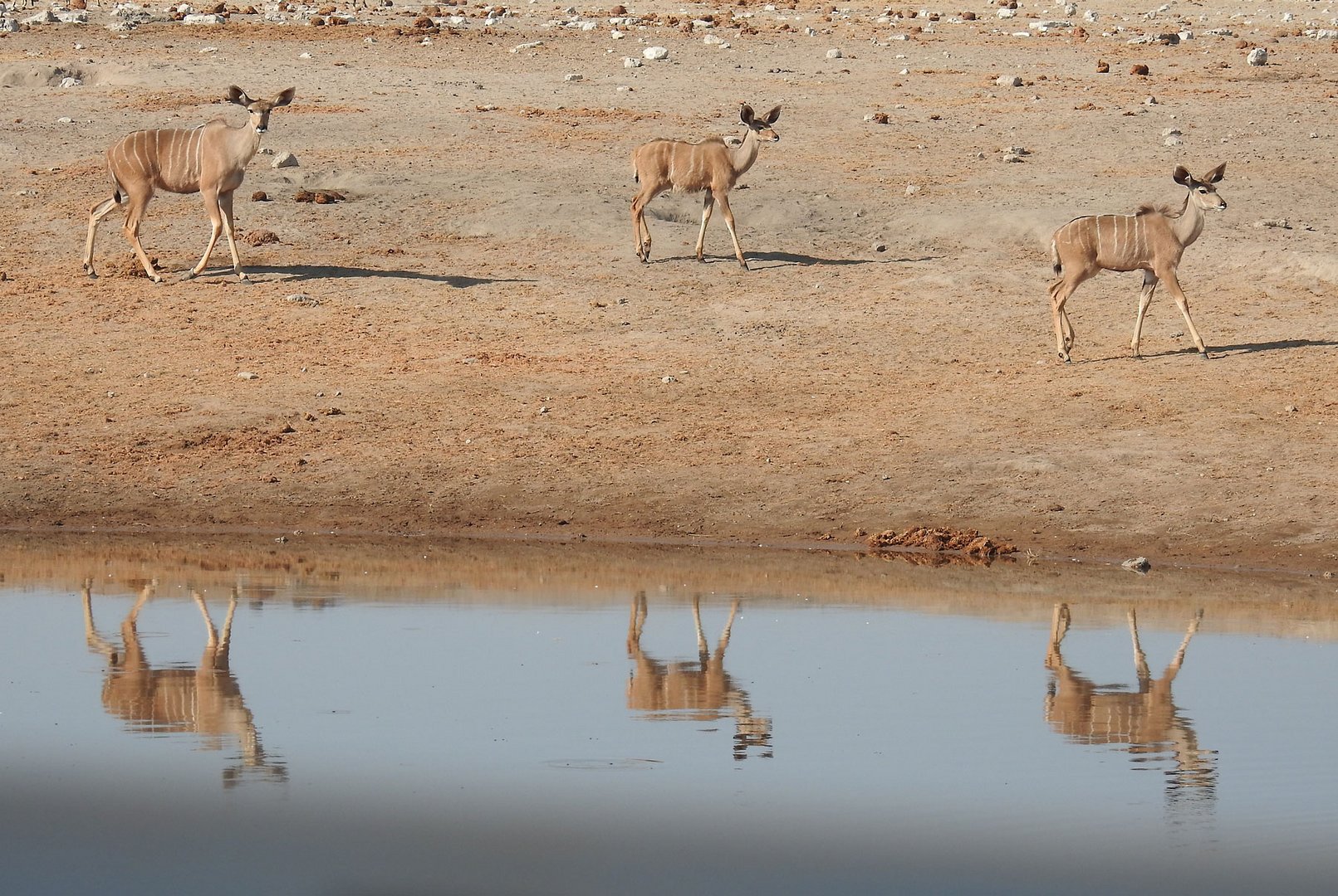 Kududamen spiegeln sich im Wasserloch