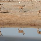 Kududamen spiegeln sich im Wasserloch