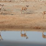 Kududamen spiegeln sich im Wasserloch