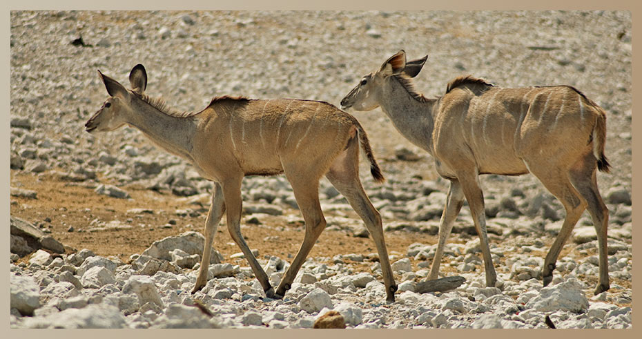 Kudus