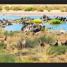 Kudus am Oranje River