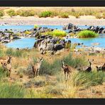 Kudus am Oranje River