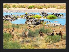 Kudus am Oranje River