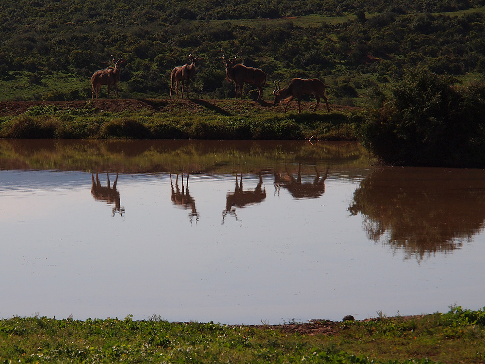 Kudus am Rooidam