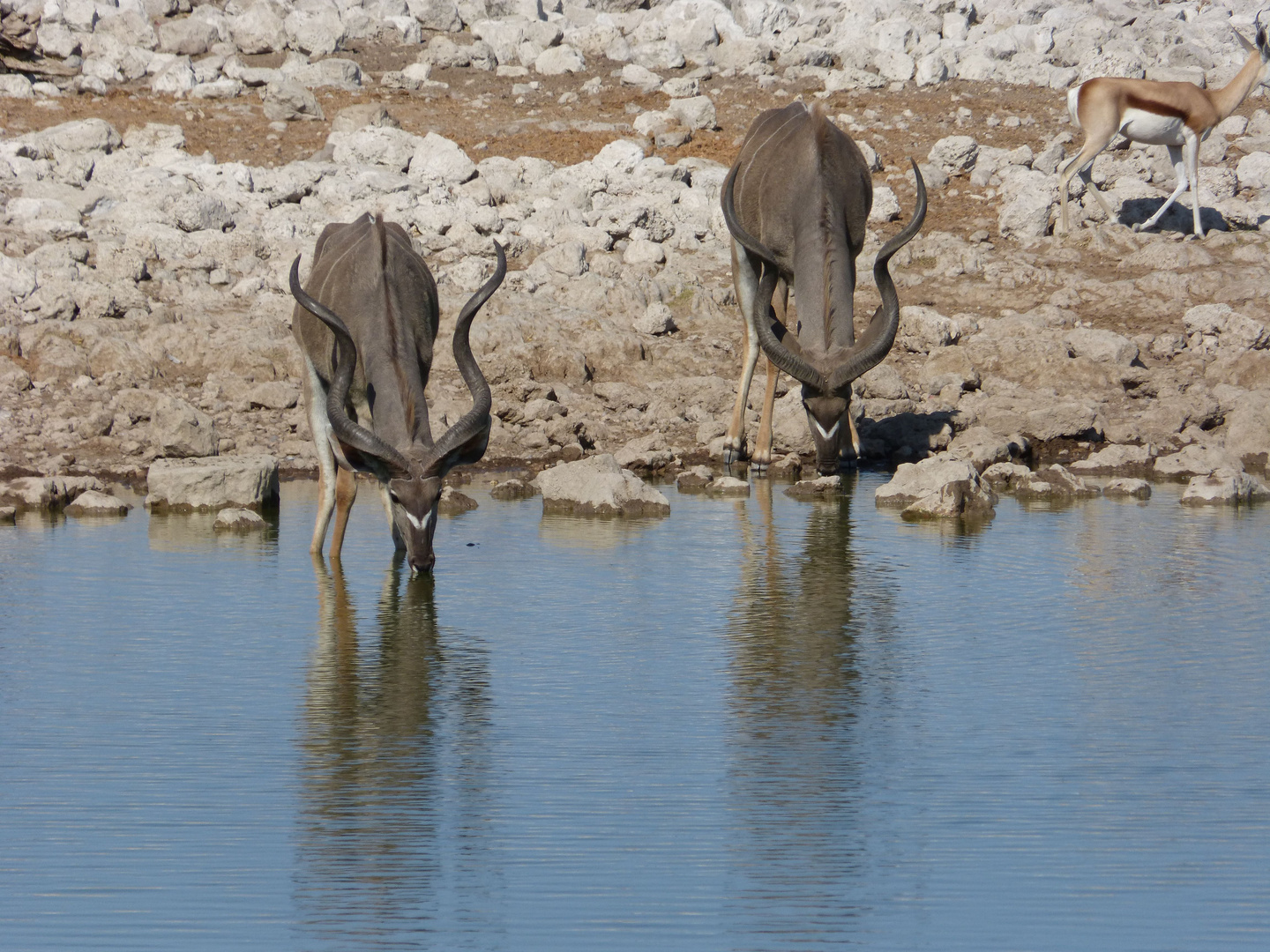 Kudus am Wasserloch