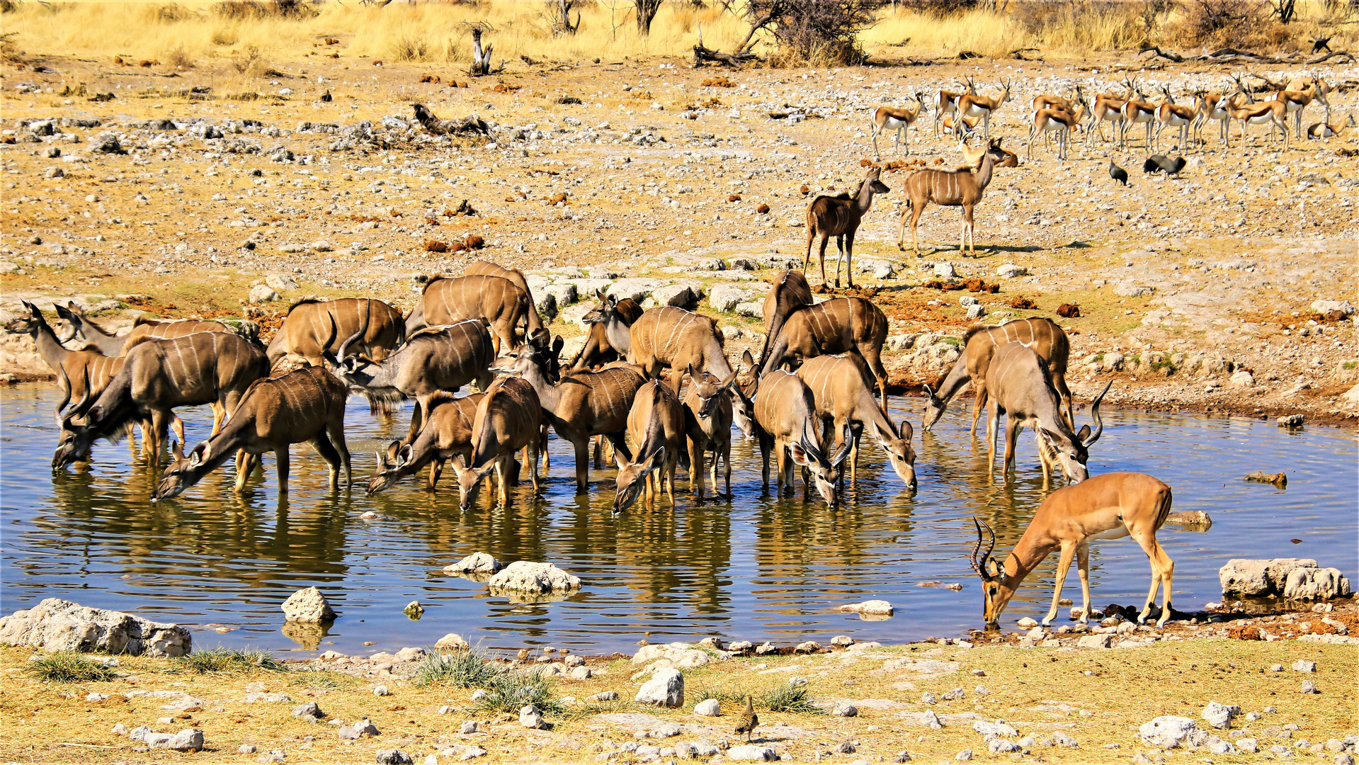 Kudus am Wasserloch