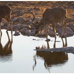 Kudus am Wasserloch