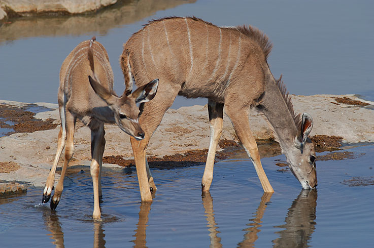 Kudus am Wasserloch