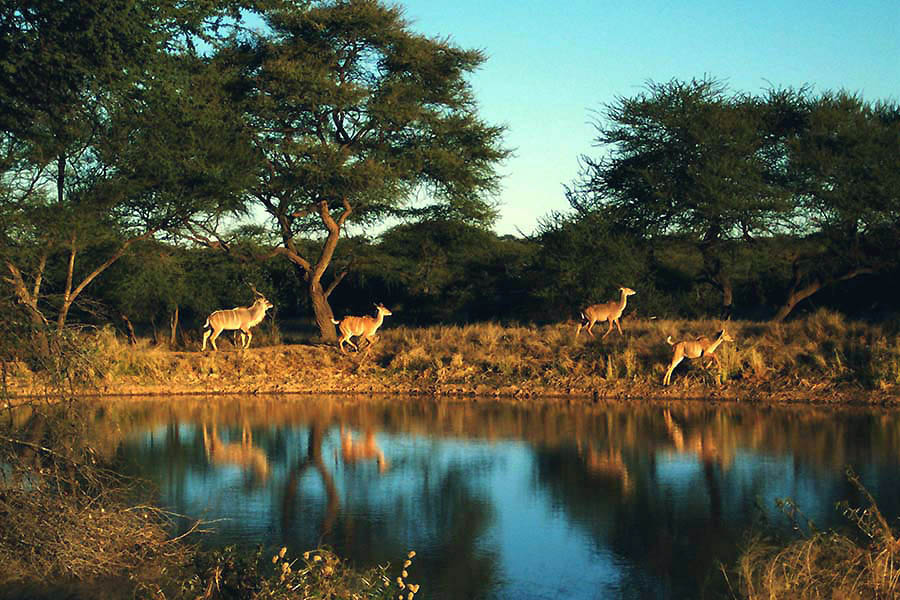 Kudus an der Tränke