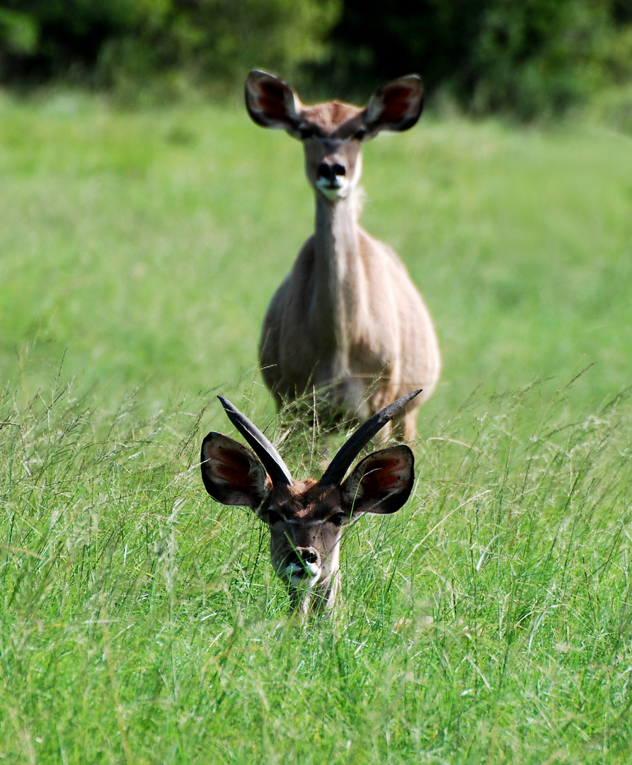 Kudus (Garden Route / South Africa)