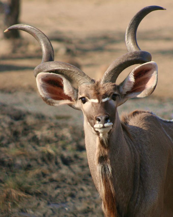 Kudus haben wohl die schönsten Hörner! 2 Foto & Bild  tiere, wildlife,  säugetiere Bilder auf fotocommunity