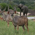 Kudus im Krüger Nationalpark
