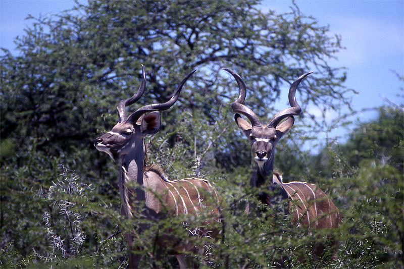 Kudus in Etosha