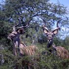 Kudus in Etosha