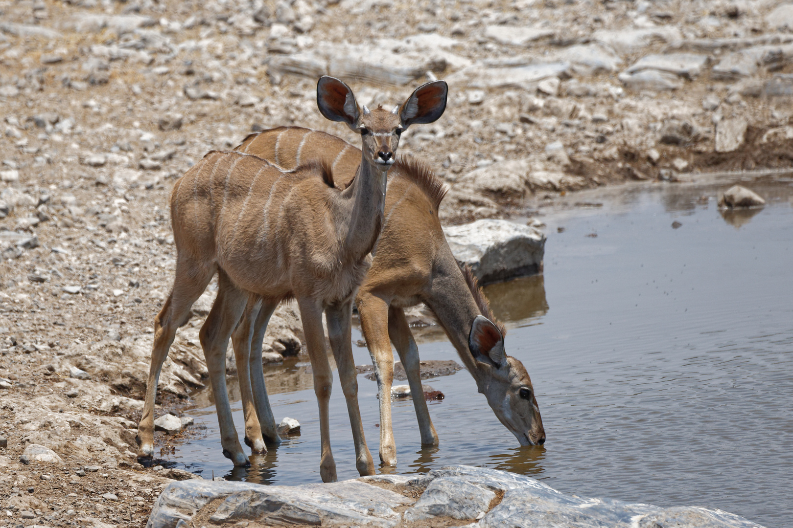 Kudus in Halali