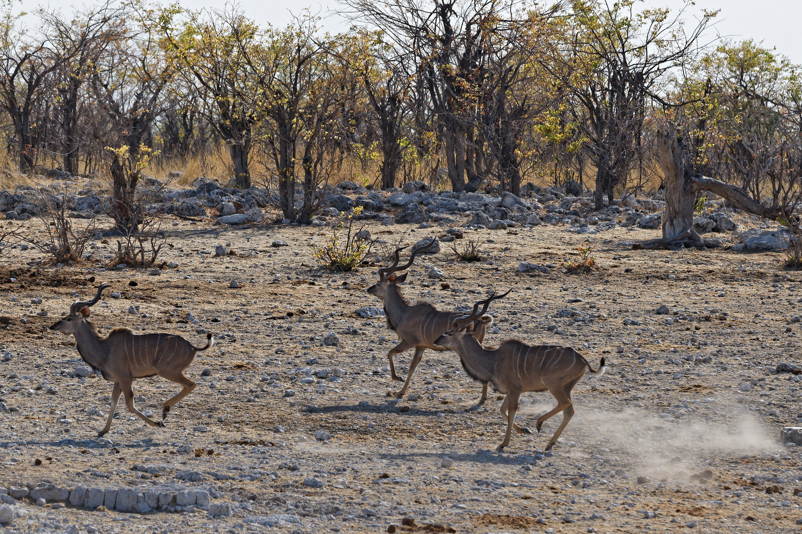 Kudus in Ongondab