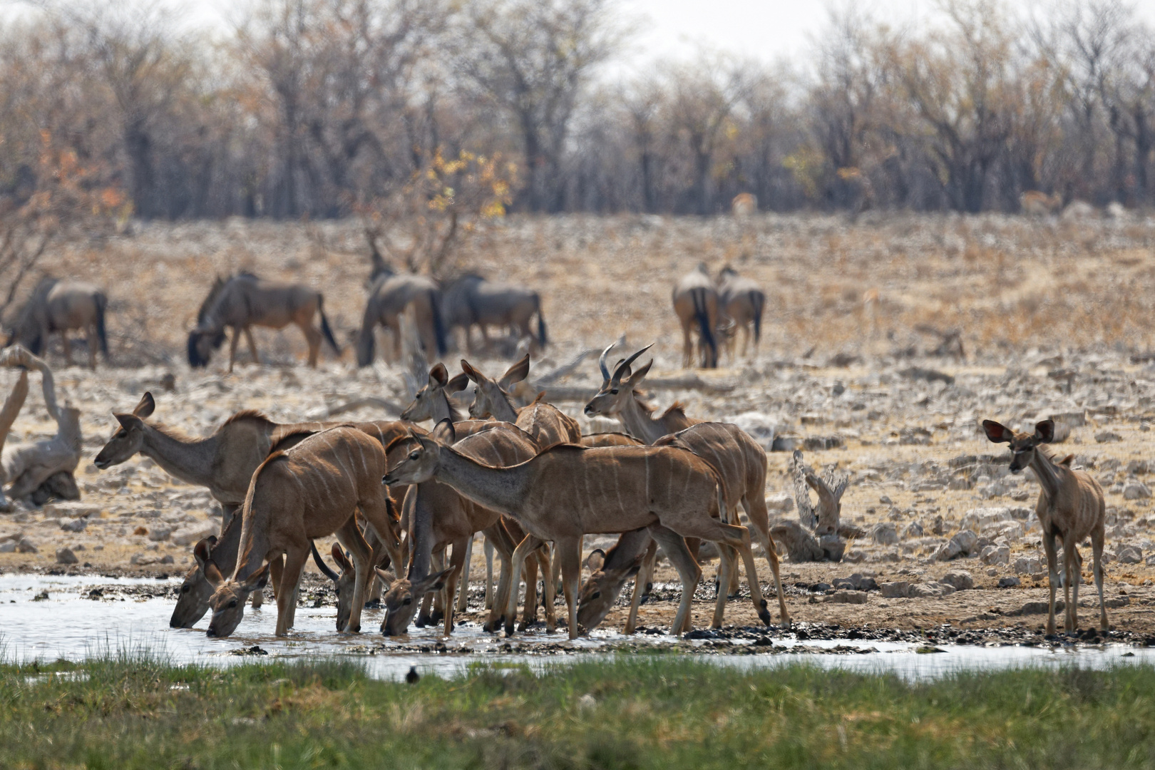 Kudus in Rietfontein