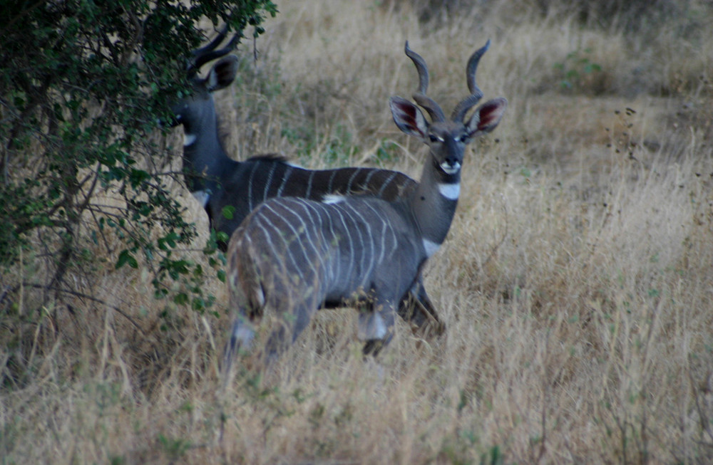 Kudus in Tsavo