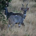 Kudus in Tsavo