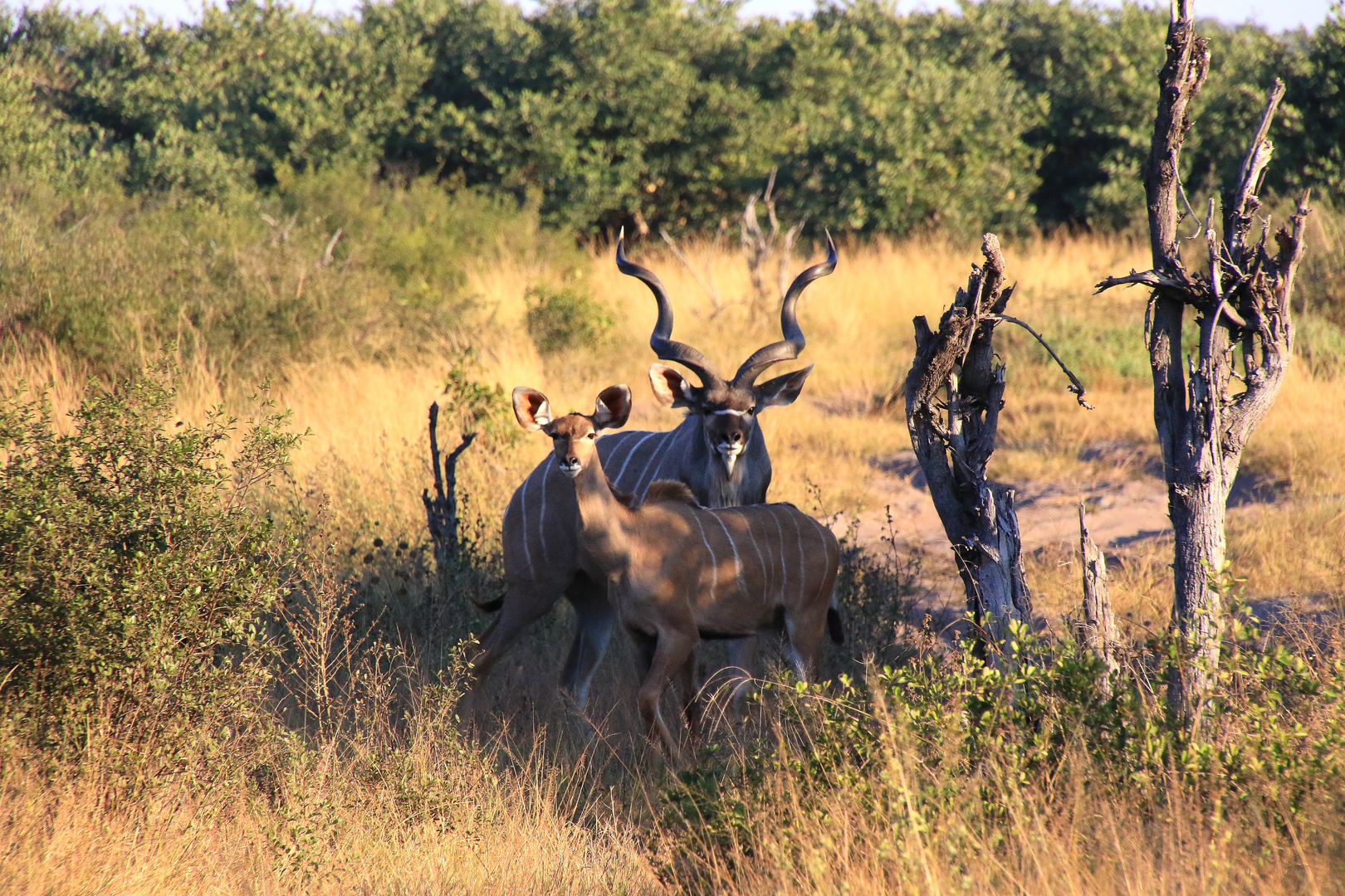 Kudus sind aufmerksam und beobachten die Besucher