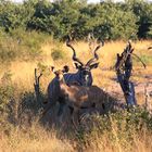 Kudus sind aufmerksam und beobachten die Besucher