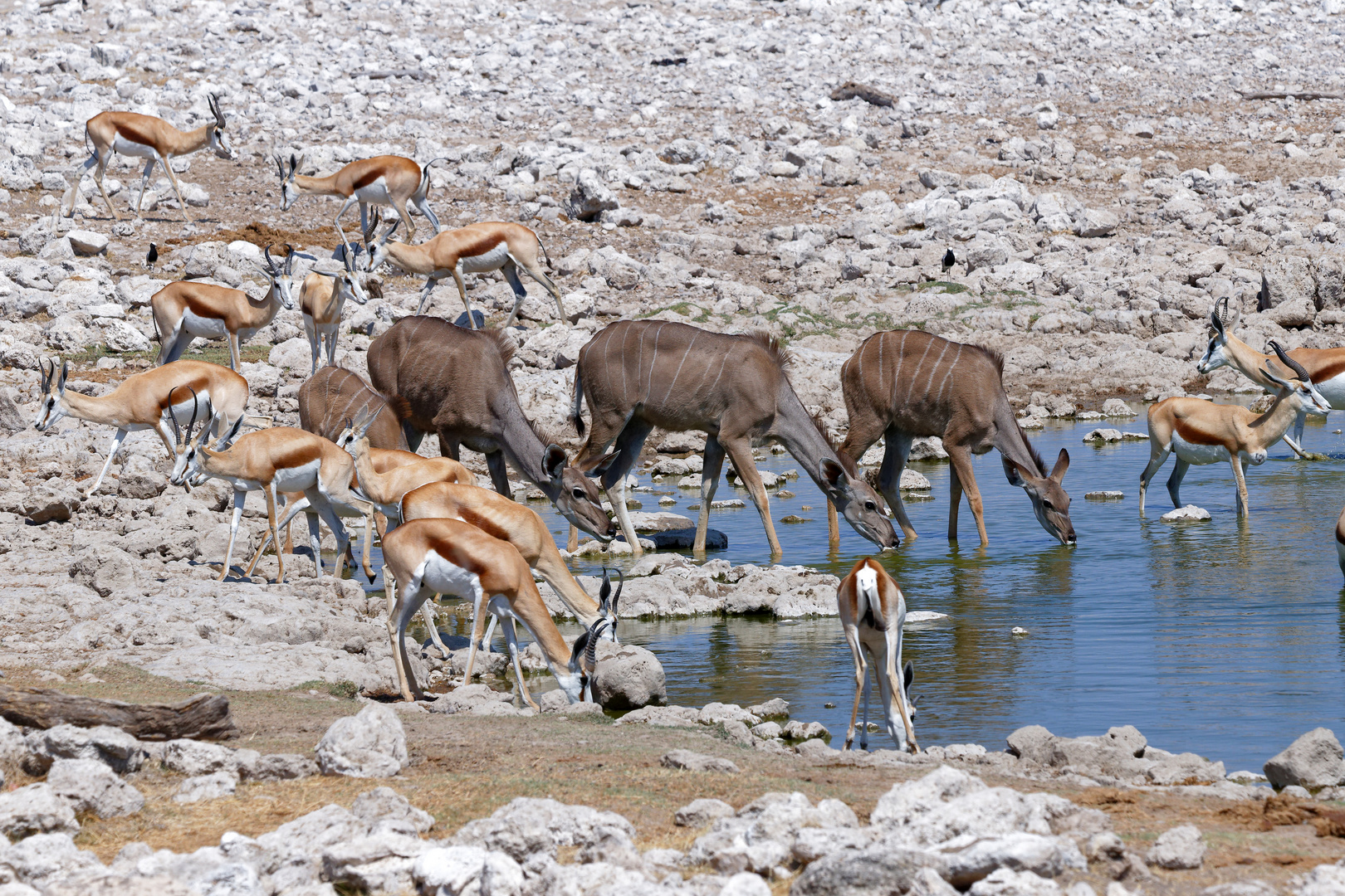 Kudus und Springböcke