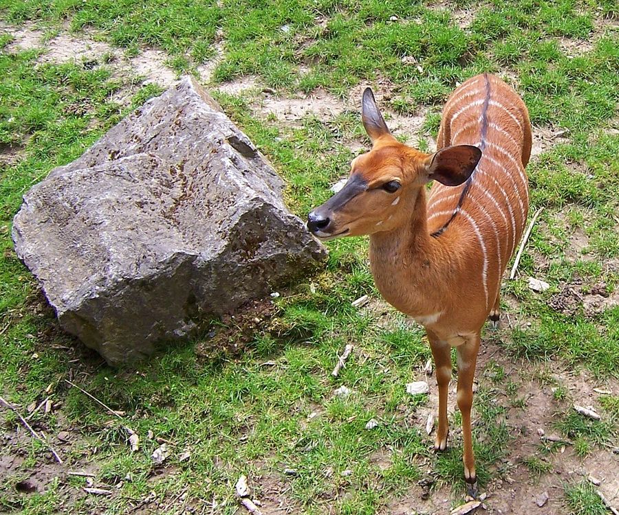 Kuduweibchen