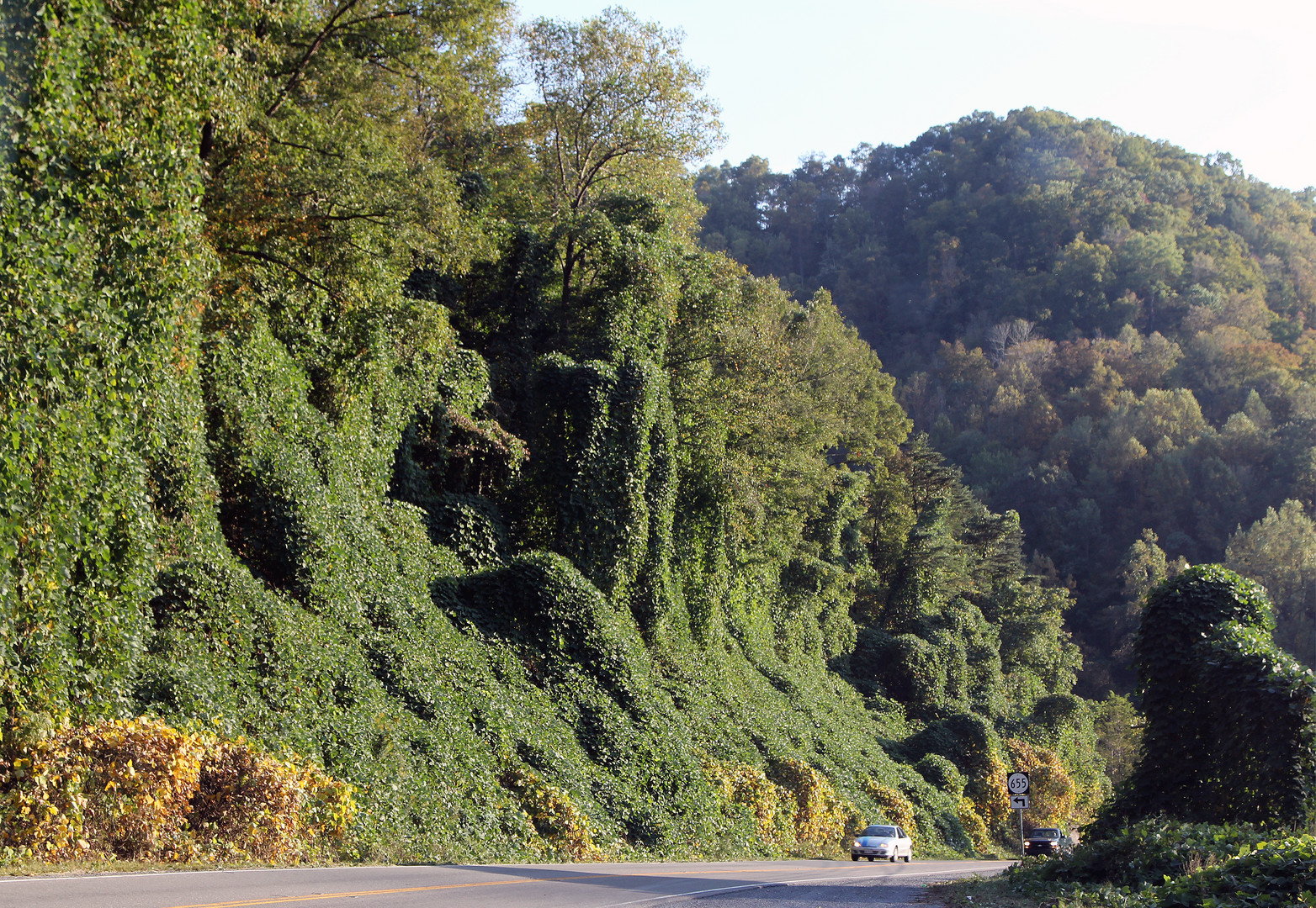 Kudzu (Pueraria montana) erobert als Invasive Art Amerika, hier: West Virginia , USA