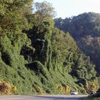 Kudzu (Pueraria montana) erobert als Invasive Art Amerika, hier: West Virginia , USA