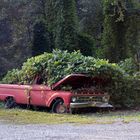 KUDZU (Pueraria montana) überwächst alles, auch Autos... West Virginia, USA