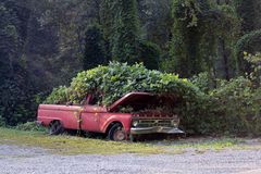 KUDZU (Pueraria montana) überwächst alles, auch Autos... West Virginia, USA