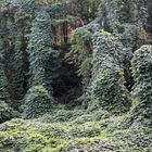 KUDZU überwuchert alles... West Virginia , USA