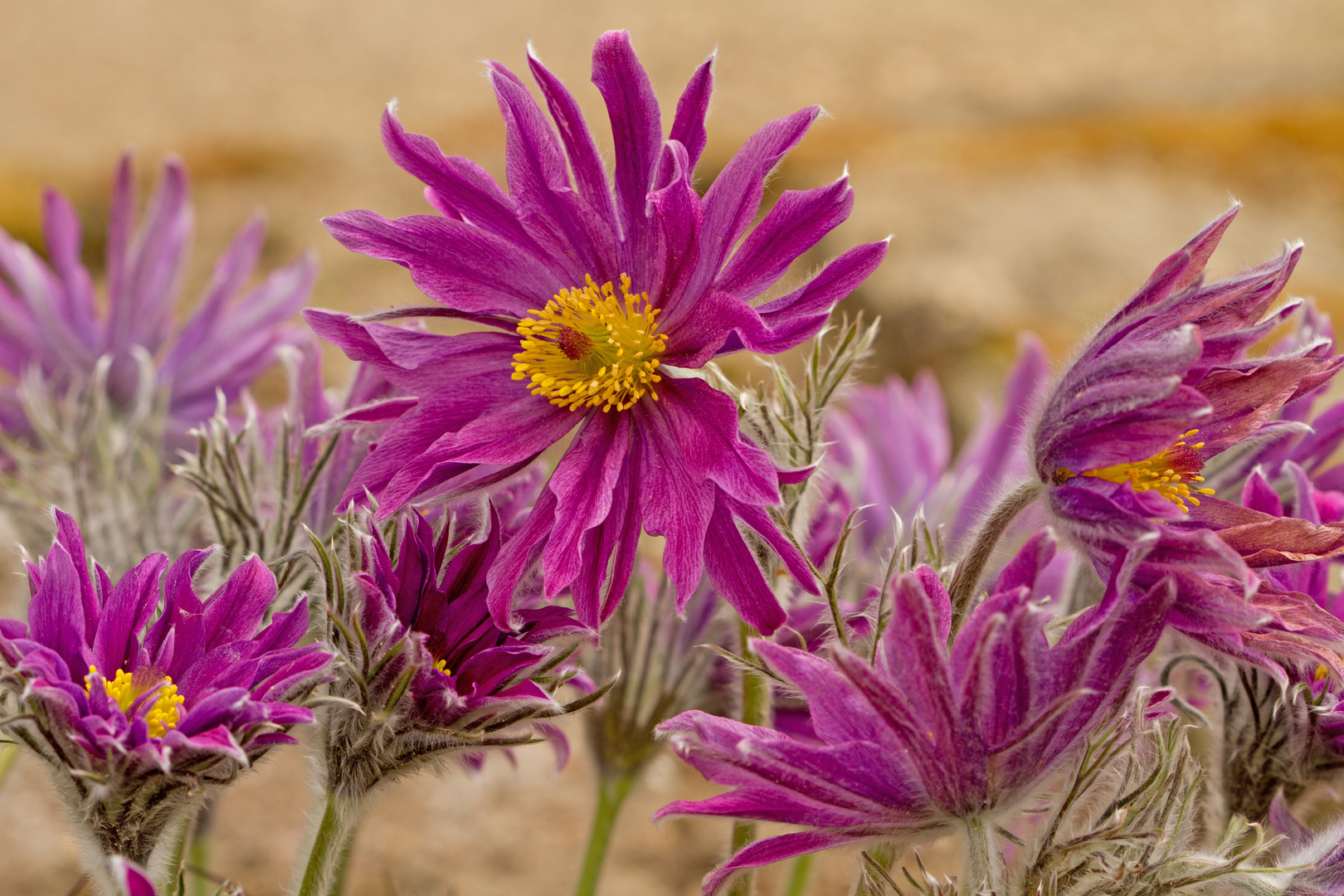 Kücheenschelle (Pulsatilla vulgaris)