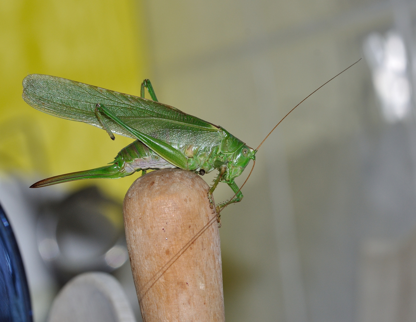 Küchenbesuch