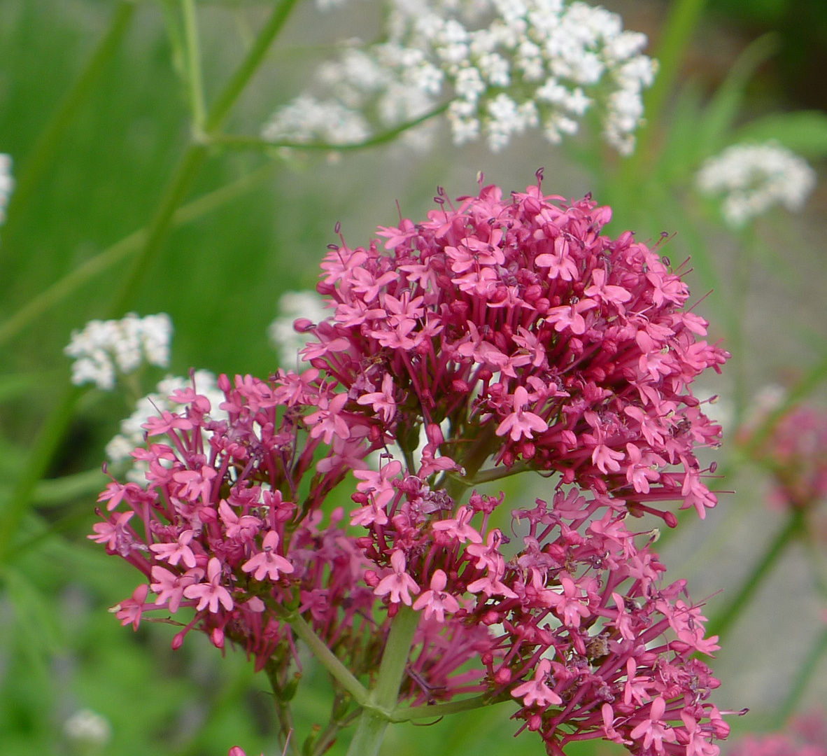 Küchenkraut? Heilpflanze? Wer weiß Näheres? >>> Rote Spornblume