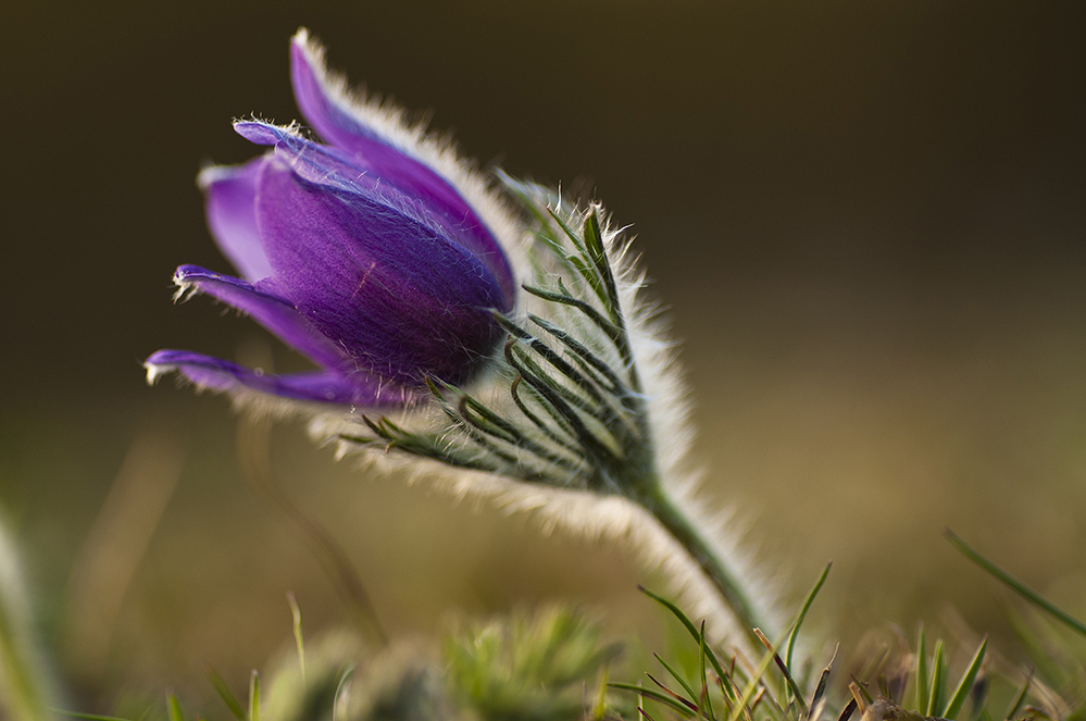 Küchenschelle 2 ( Pulsatilla vulgaris)