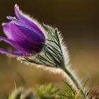 Küchenschelle 2 ( Pulsatilla vulgaris)