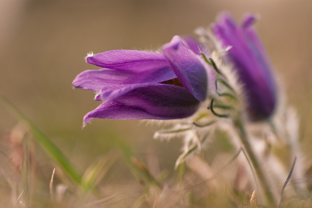 Küchenschelle 3 ( Pulsatilla vulgaris)