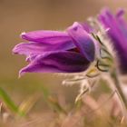 Küchenschelle 3 ( Pulsatilla vulgaris)