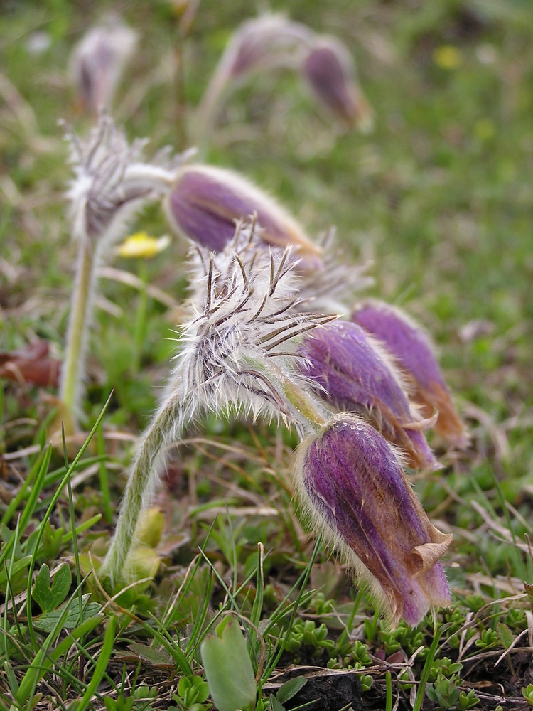 Küchenschelle