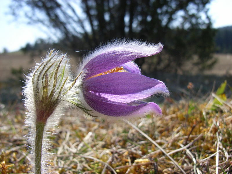 Küchenschelle