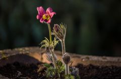 Küchenschelle am Abend