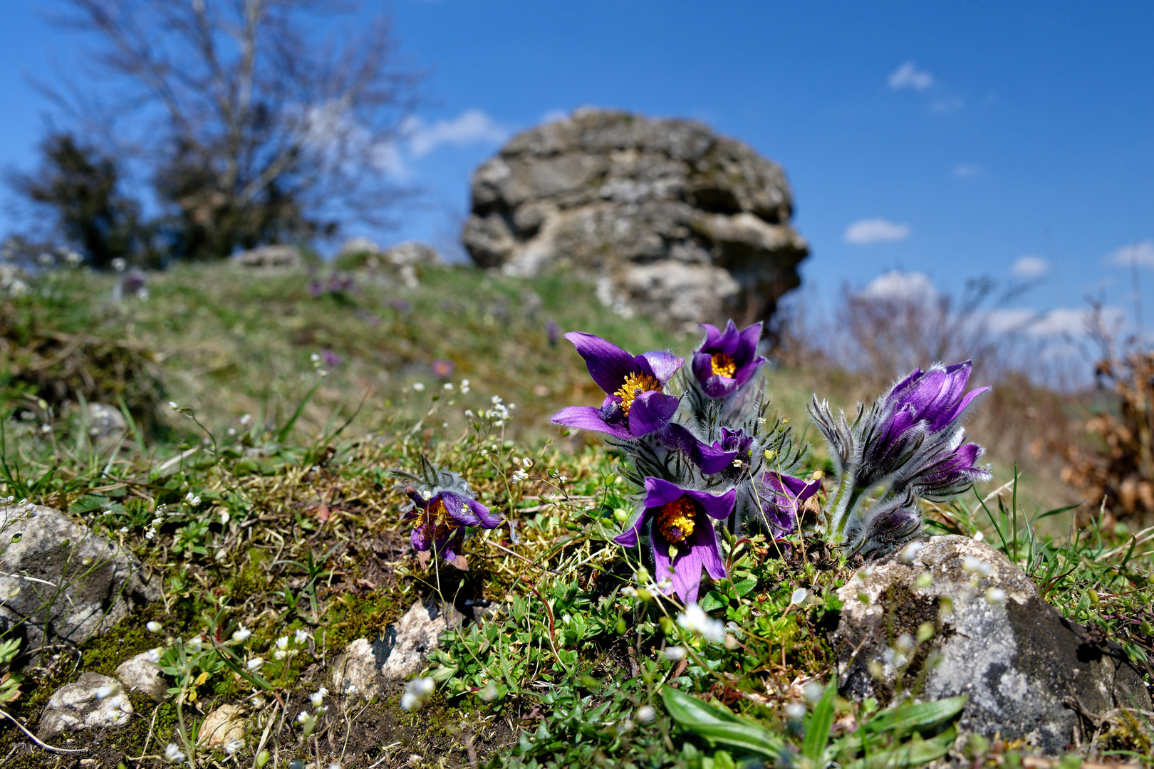 Küchenschelle am Teufelsfelsen