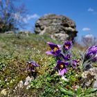 Küchenschelle am Teufelsfelsen