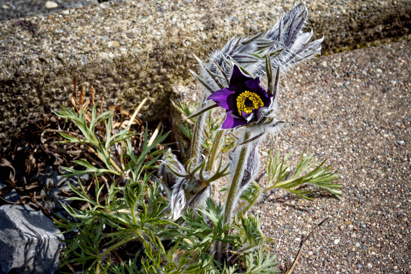 Küchenschelle am Wegesrand