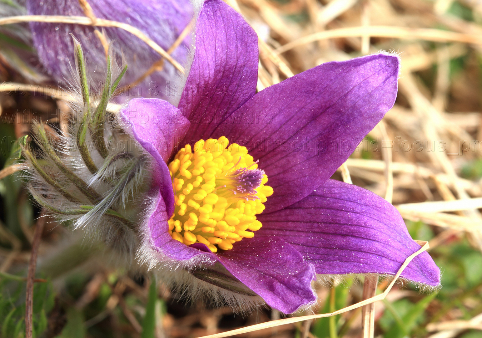 Küchenschelle - Anemone pulsatilla