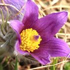 Küchenschelle - Anemone pulsatilla