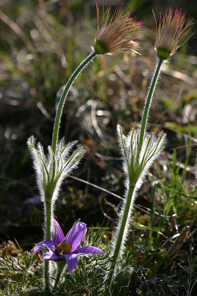 Küchenschelle