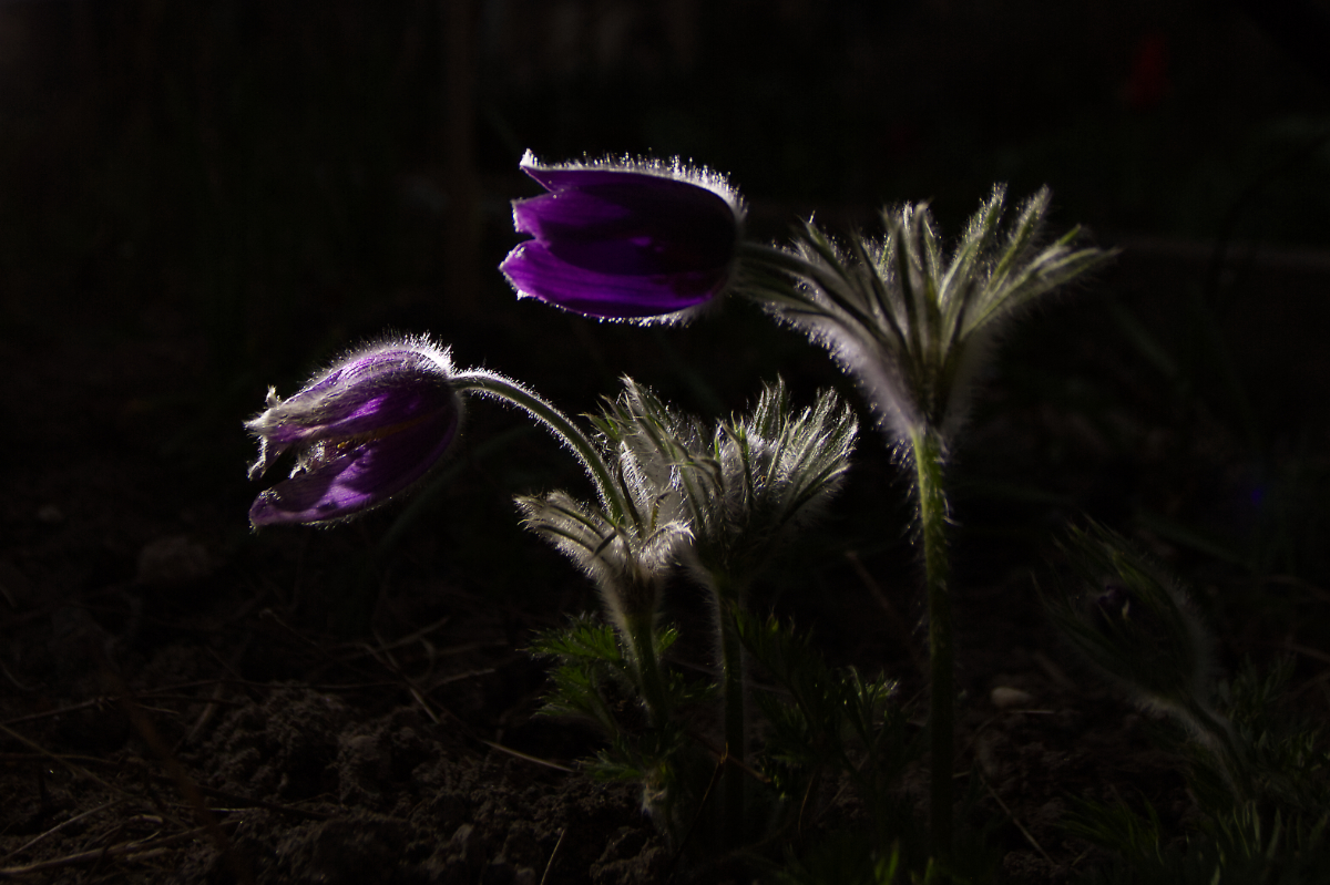 Küchenschelle bei Nacht