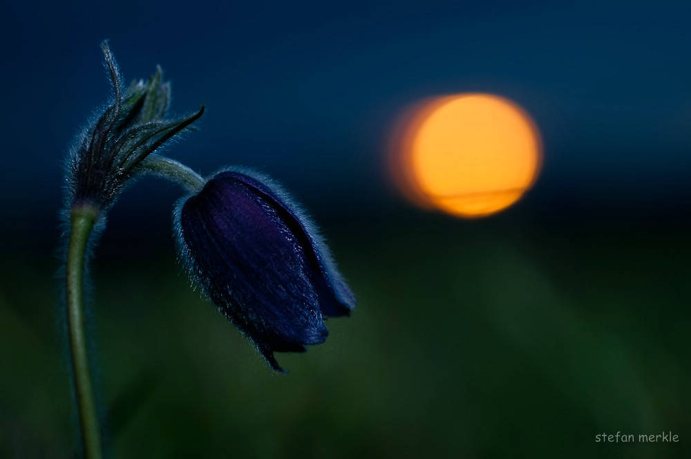 Küchenschelle bei Sonnenuntergang